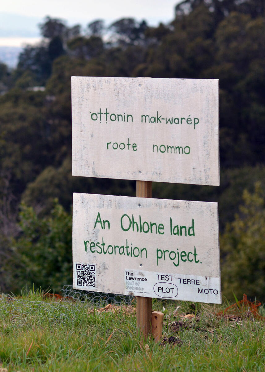 The ‘ottoy initiative is restoring East Bay natives like milkweed, wild rose, sticky monkey flower, California goldenrod, purple needlegrass and gumplant to the hillside beside The Lawrence.