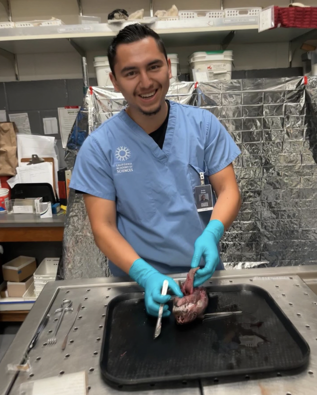 Emilio Salvador Chavez working with ethanol, formalin, insect identification/eradication for collections, skinning, tissue sampling, taxidermy, archiving, and specimen care.